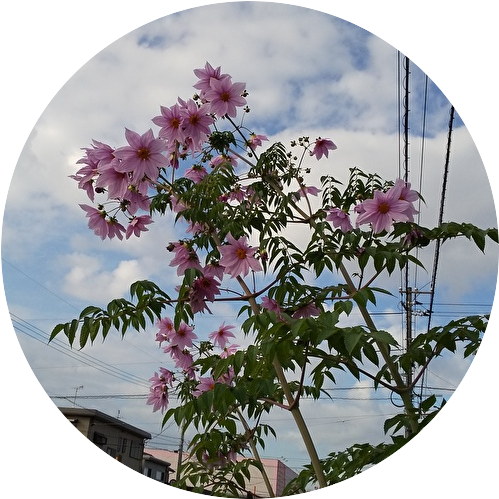 BXAtxm3MSHrr1Oh1606033177_1606033207.png